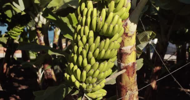 Egy banánfa, sok zöld banánnal. Banánfa egy rakás zölddel, nyers banánnal.. — Stock videók