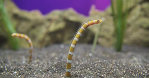 Anguille tachetée ou Heteroconger hassi dans le sable de l'aquarium . — Video