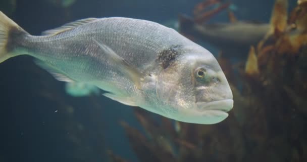 Big white fish in an aquarium. — Stock Video