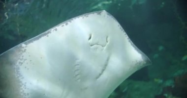 Su altı hayvanat bahçesinin camından gözlerine bakan kramp balığı. Kramp balığı kameraya gülümsüyor..