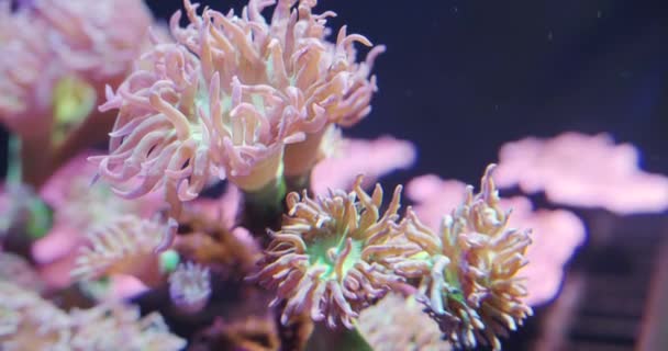 Vista de cerca de corales de mar blandos en el acuario . — Vídeo de stock