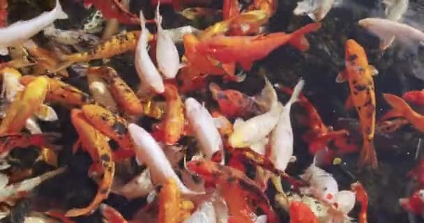 Bunte Koi-Fische im Teich mit dunklem Boden. — Stockvideo