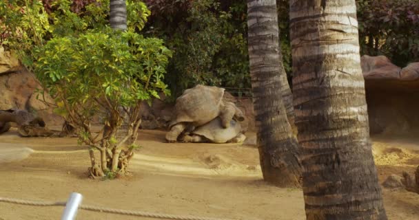 Two giant turtles, dipsochelys gigantea making love in Nature Park, island Tenerife. — Stock Video