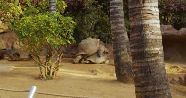 Két óriás teknős, dipsochelys gigantea szeretkezés a Nature Parkban, Tenerife szigeten. — Stock videók