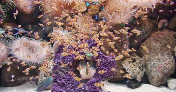 Uno stormo di pesci pagliaccio che nuotano scherzosamente intorno ad un acquario . — Video Stock