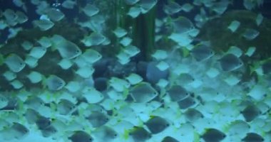 Balık sürüsü mavi suda yüzer. Yakın çekim..