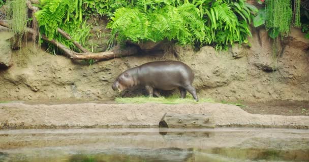 Zwergflusspferde in Wassernähe - Hexaprotodon liberiensis. Liberianisches Nilpferd. — Stockvideo