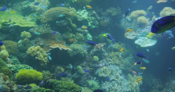 Peces tropicales submarinos de colores. Peces marinos tropicales submarinos en acuario . — Vídeos de Stock
