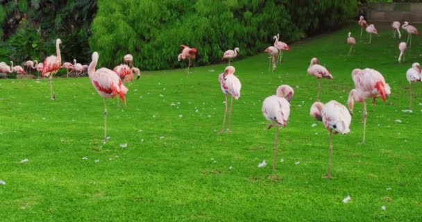 Una bandada de flamencos rosados en un prado verde . — Vídeo de stock