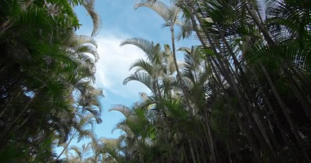 Photo de forêt de bambous. Vue sur la forêt venteuse de bambous, ciel dégagé et nuages . — Video