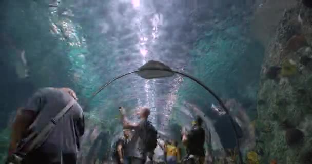 FEBRUARY 15th, 2020 - TENERIFE, CANARY ISLANDS, SPAIN: Time lapse. Peoples looking at fish in large public aquarium tank with blue illumination. — Αρχείο Βίντεο