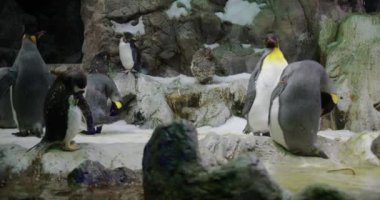 Penguen 'e yakın çekim. Hayvanat bahçesinde Komik Erkek ve Kadın Kuşlar.