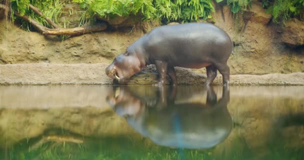 Pygmy hippopotamus near water - Hexaprotodon liberiensis. Liberian Hippo. — Stock Video