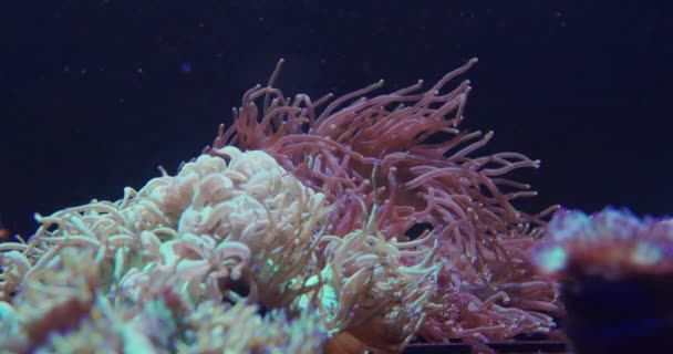 Closeup view of soft sea corals in aquarium. — Stock Video