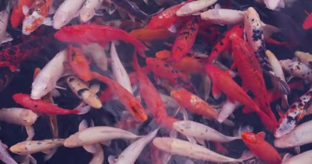 연못에 사는 다채 로운 코이 물고기, 검은 색의 땅이 돌아다니고 있다. — 비디오