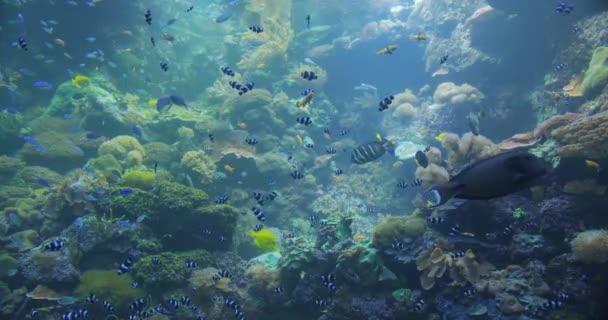 Underwater Colorful Tropical Fishes. Tropical underwater sea fishes. — Stock Video