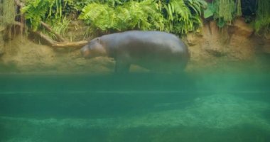 Sıcak bir yaz gününde su kenarında dinlenen Pigme Hippopotamus.