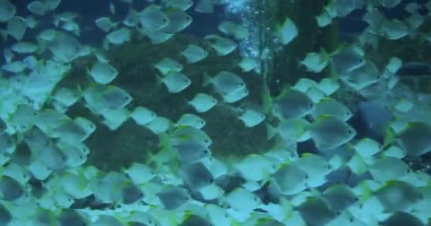 Akvaryumda yüzen bir tropikal balık sürüsü. — Stok video