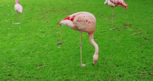 Розовый фламинго стоит на одной лапе и ищет еду в траве . — стоковое видео