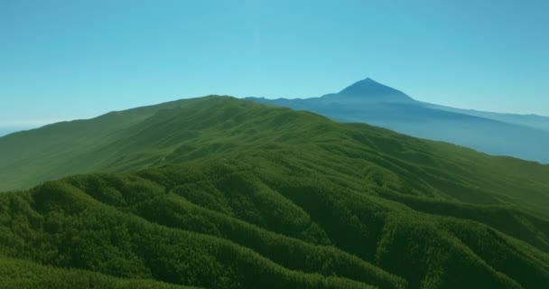 Вид с воздуха. Плотный сосновый лес на Тенерифе на фоне вулкана Тейде. — стоковое видео