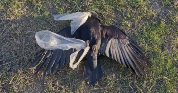 Cuervo negro muerto enredado en una bolsa de plástico. Un desastre ambiental. El impacto humano en el medio ambiente . — Vídeos de Stock