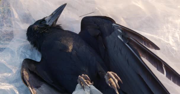 死んだ黒いカラスは白いポリエチレンに横たわっている。環境汚染の概念. — ストック動画