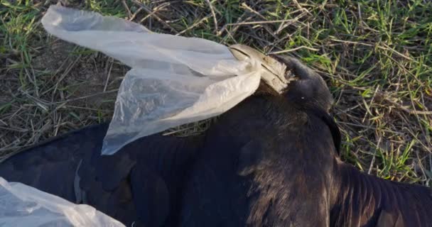 Cuervo negro muerto, que yace en la hierba seca con bolsa de plástico en su pico . — Vídeo de stock