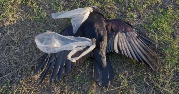 Gagasında plastik torbayla kuru çimenlerin üzerinde yatan ölü siyah karga.. — Stok video