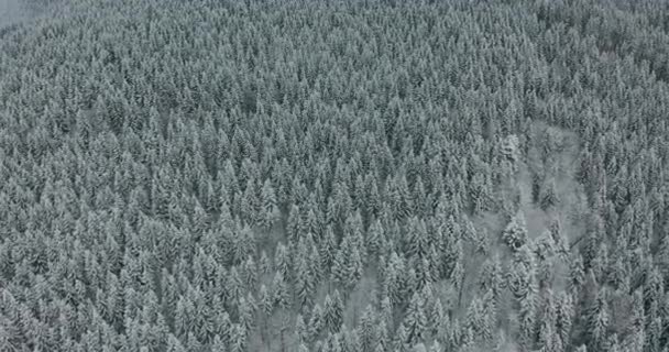 Aerial Top Down Flyover Skott av vintergran och tallskog. Träd täckta med snö. — Stockvideo