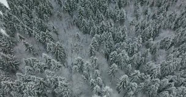 雪に覆われた冬のシーズンスプルースと松の木。冬の森の空中トップダウンフライオーバーショット. — ストック動画