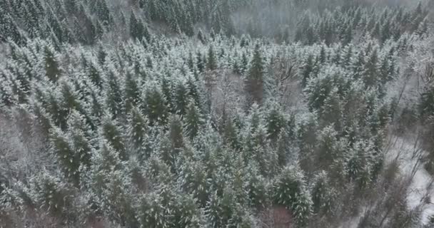 Ladin ve çam ormanlarının karla kaplı olduğu havadan insansız hava aracı görüntüsü. Kış zamanı, güzel dağlar, saf doğa. İnsan yok, seyahat konsepti. Doğanın tadını çıkarıyor.. — Stok video