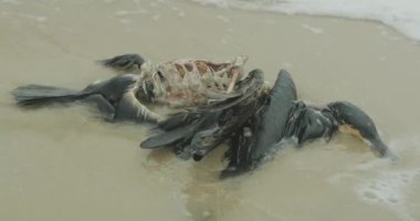 Kuşların ölümü, denizde çevre felaketi.