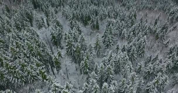 Dron widok z góry na świerk i sosnowy gęsty las w zimie. Piękny zimowy krajobraz w pochmurną pogodę. Gałęzie pokryte śniegiem. Widok z lotu ptaka na chmury. — Wideo stockowe