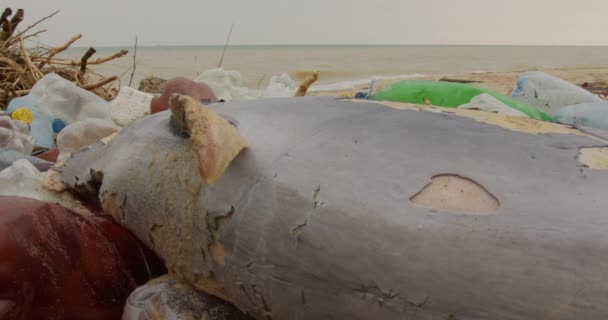 Un joven delfín muerto en la orilla del mar. Problema de contaminación ambiental de basura plástica, catástrofe ecológica . — Vídeo de stock
