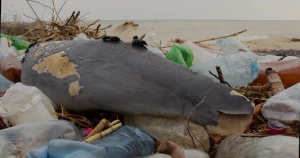 Мертвый дельфин. Экологические катастрофы, животные умирают из-за отравления пластиковым мусором и человеческих отходов из-за экологической катастрофы. 6k . — стоковое видео