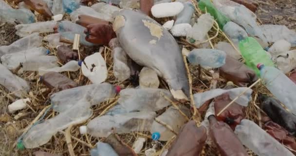 Un joven delfín muerto en la orilla del mar. Problema de contaminación ambiental de basura plástica, catástrofe ecológica . — Vídeo de stock