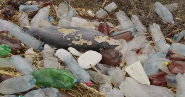 Delfín muerto. Catástrofes ecológicas, animales mueren por envenenamiento de basura plástica y desechos humanos debido a un desastre ambiental. 6k . — Vídeo de stock