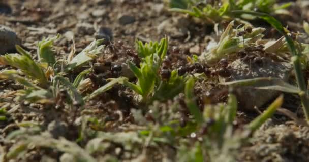 Colony ants on an anthill closeup. — Stock Video