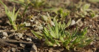 Karınca yuvasında koloni karıncaları.