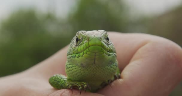 Wildlife Nature Lizard Close Up. Reptile. Reptile Eye. Lizard, gecko baby lizard in hand. — Stock Video