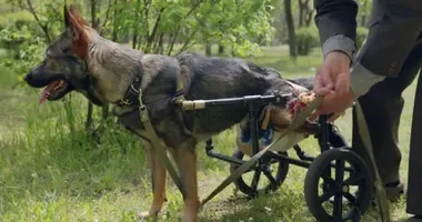 Hayvanlar için tekerlekli sandalyede olan bir köpek.