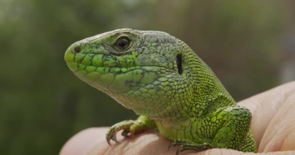 Faune Nature Lézard Gros plan. Un reptile. Oeil de reptile. Lézard, bébé lézard gecko à la main . — Video