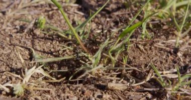 Hareketli koloni karıncaları yaklaşıyor. 6k.