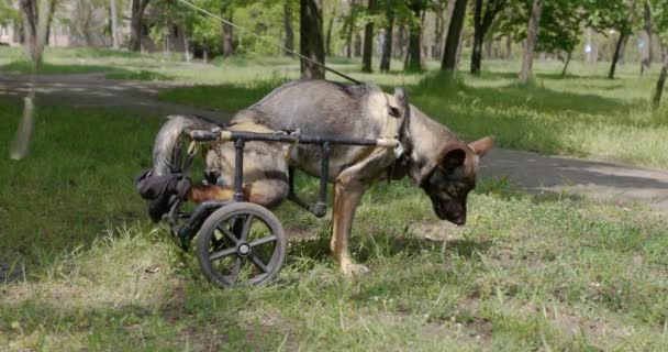 Pes s paralyzovanými zadními končetinami na invalidním vozíku. — Stock video