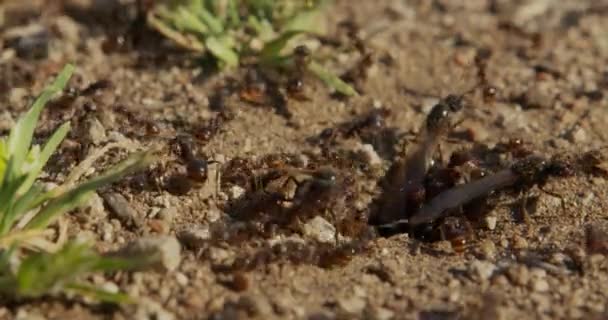 Formigas de colônia em um formigueiro closeup . — Vídeo de Stock