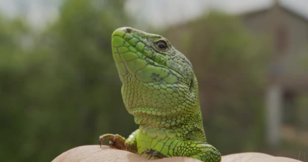 Lagarto, Retrato de lagarto de cabeza verde. Ruanda África. Imágenes estables. Primer plano. . — Vídeos de Stock