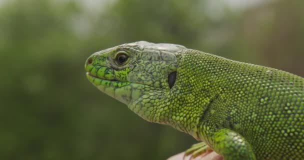 도마뱀, 녹색 머리 도마뱀의 초상. 르완다 아프리카. 안정적 인 영상. 클로즈업. — 비디오