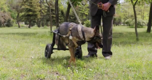 Pies z sparaliżowanymi tylnymi nogami na wózku inwalidzkim. — Wideo stockowe