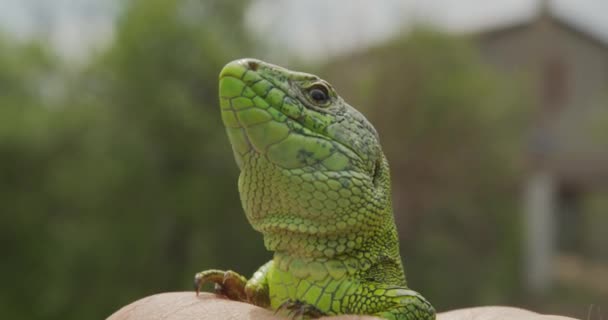 野生動物の自然トカゲを閉じます。爬虫類だ。爬虫類の眼。トカゲ、ヤモリの赤ちゃんのトカゲが手に. — ストック動画