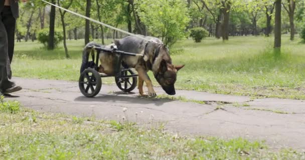 Un chien qui est en fauteuil roulant pour les animaux . — Video